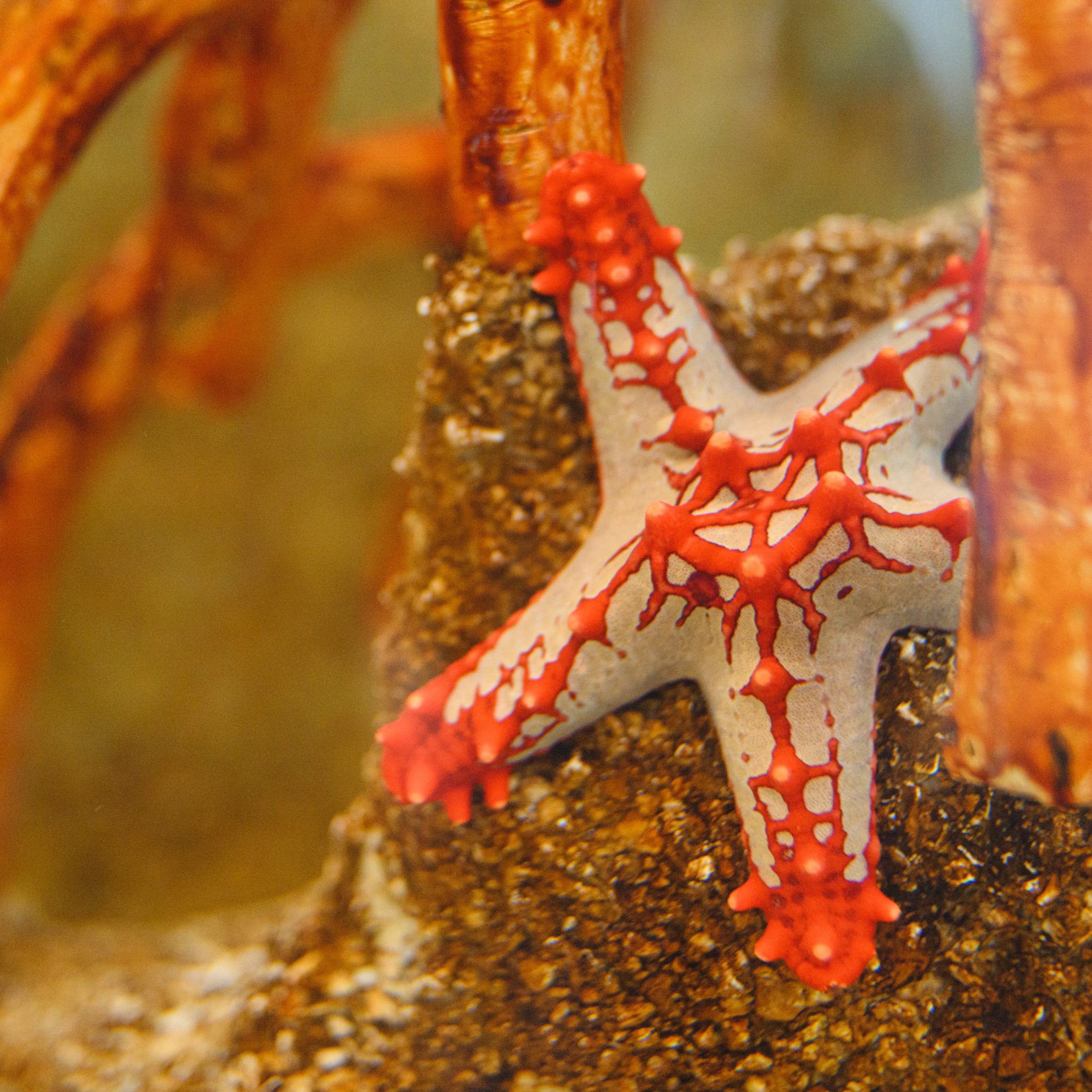 A picture of the starfish in the aquarium